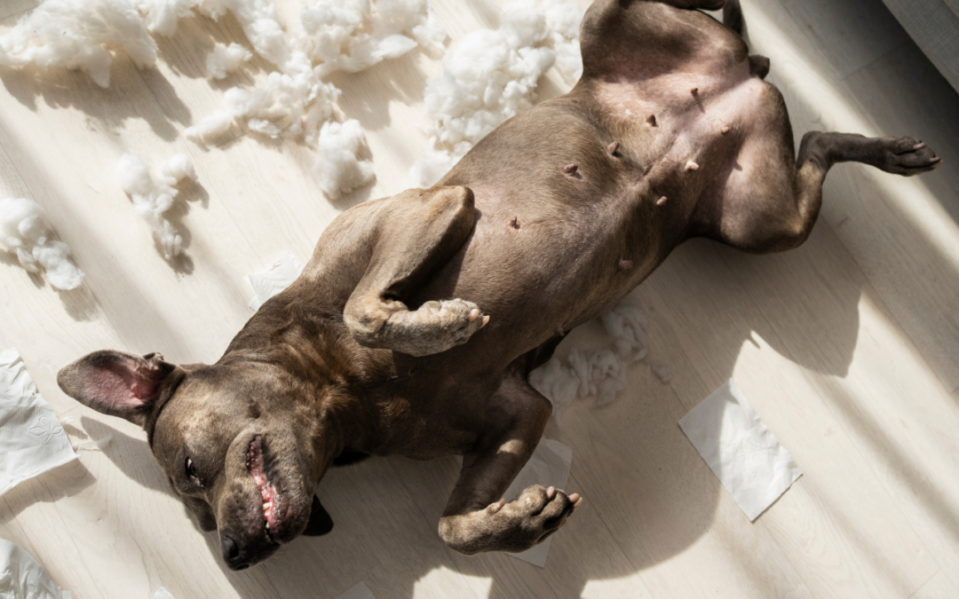 #03 Rossz kutya! – Viselkedési zavarok kutyáknál